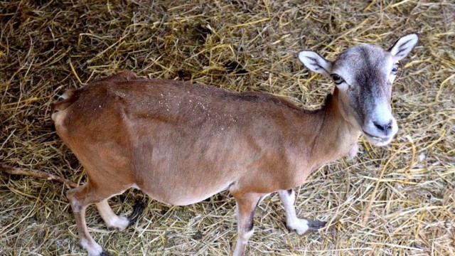 Krupneyshiy-zoopark-DNR-sobral-svyishe-20-000-zhivotnyih.-Foto.jpg