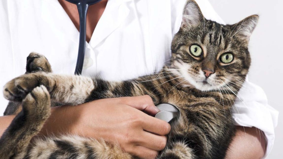 DonAgro-otkroet-veterinarnuyu-kliniku.jpg