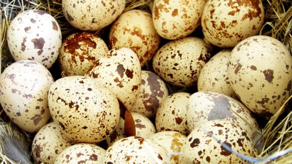 perepelinnyie-yaytsa-e1516714037766.jpg
