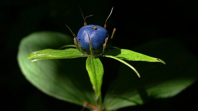 dikorastushhie-rasteniya-1.jpg