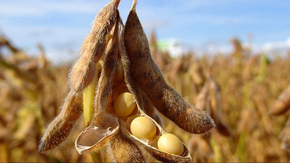 soya-e1609828880111.jpg