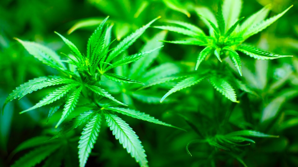 Na-Ukraine-mogut-legalizovat-narkotiki-i-prostitutsiyu.jpg