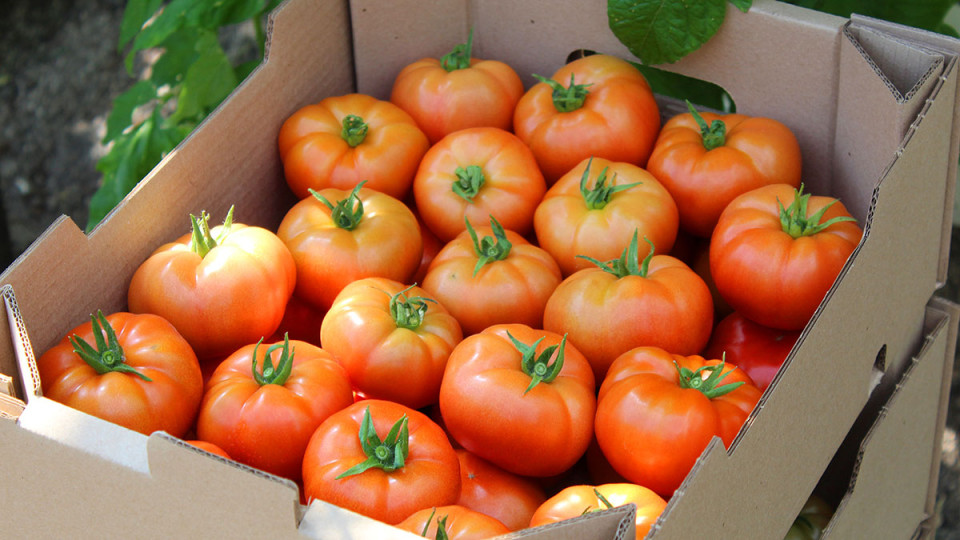 urozhay-tomatov.jpg